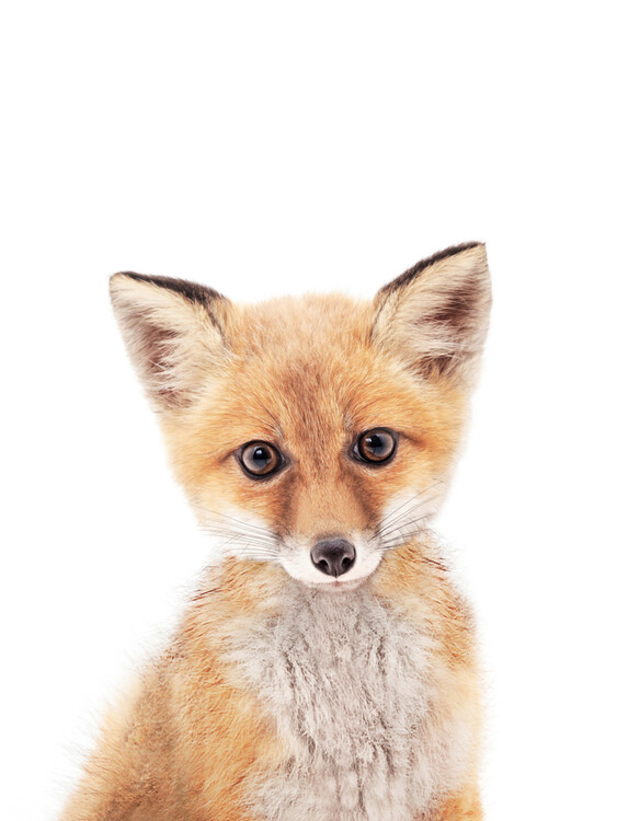 Kunst fotografie Fox 1