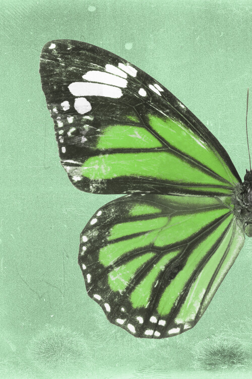 Arte fotográfico GENUTIA PROFIL - GREEN