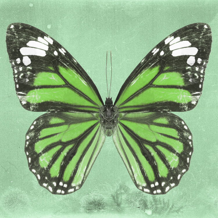 Arte fotográfico GENUTIA SQ - GREEN