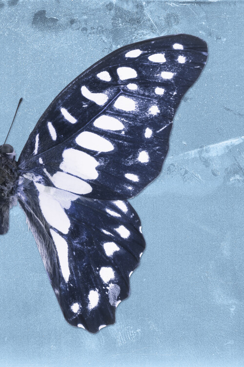 Arte fotográfico GRAPHIUM PROFIL - BLUE