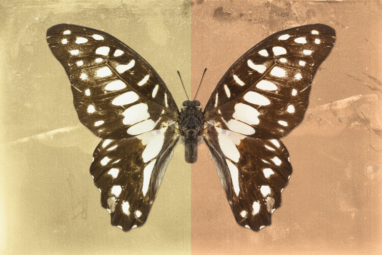 Photographie d'art GRAPHIUM PROFIL - HONEY & ORANGE