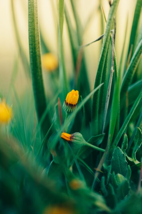 Arte fotográfico Green-flowers-and-plants-from-nature