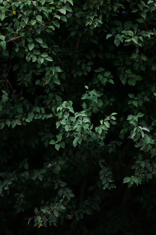 Photographie d'art Green leafs