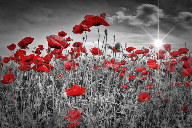 Arte fotográfico Idyllic Field Of Poppies With Sun