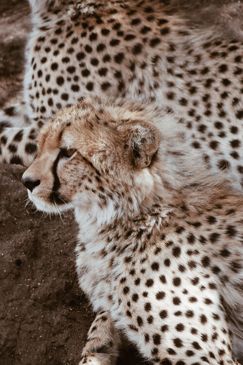 Arte fotográfico Leopard family