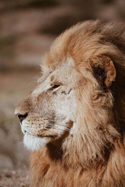 Arte fotográfico Lion King