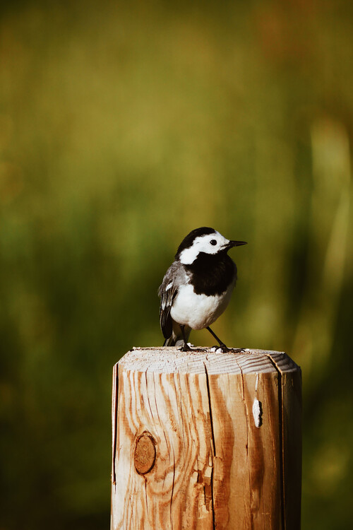 Arte fotográfico Little Bird friend