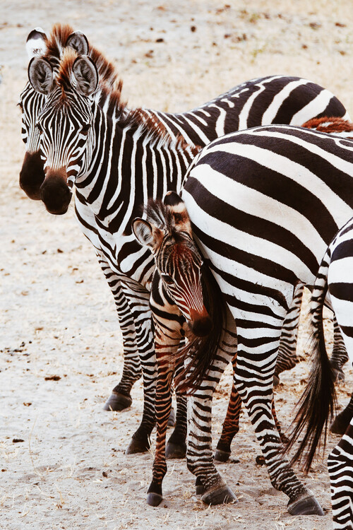 Arte fotográfico Little zebra