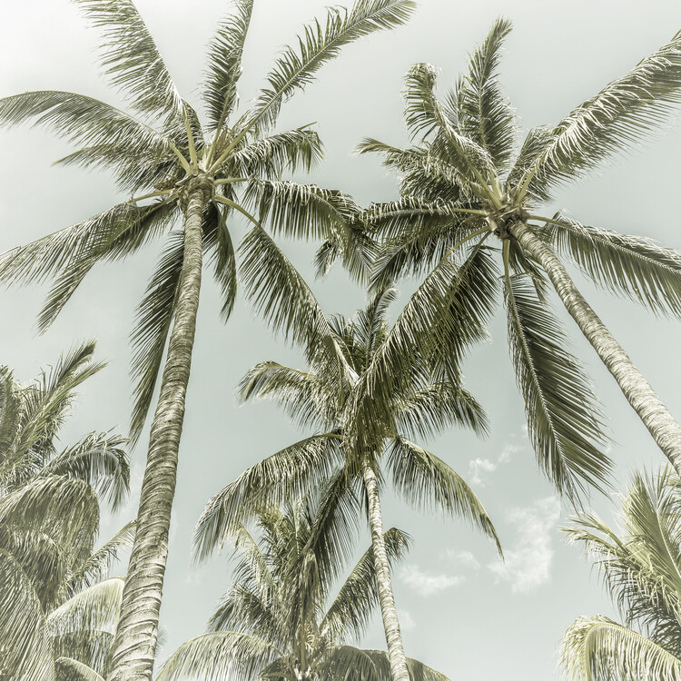 Arte fotográfico Lovely Vintage Palm Trees