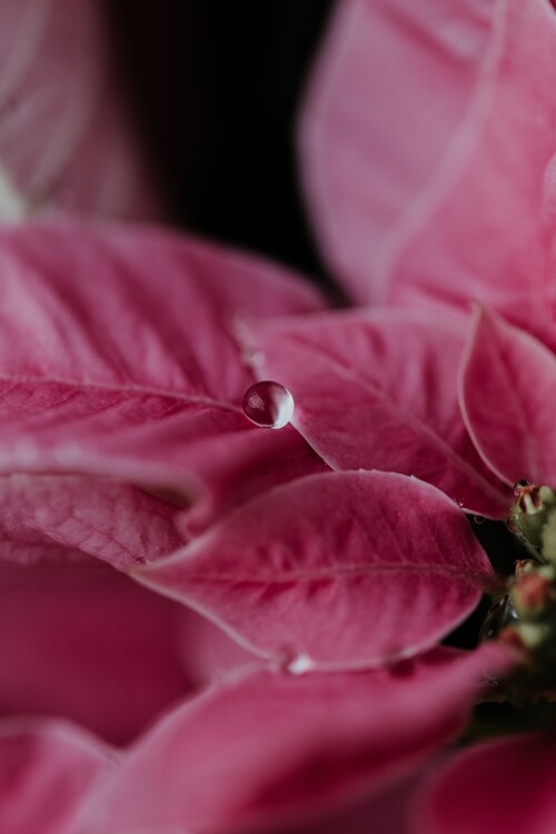 Arte fotográfico Macro pink flowers