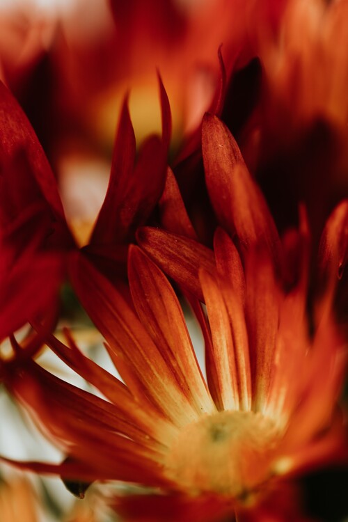 Arte fotográfico Macro red flowers