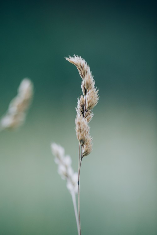 Photographie d'art Majestic dry plant