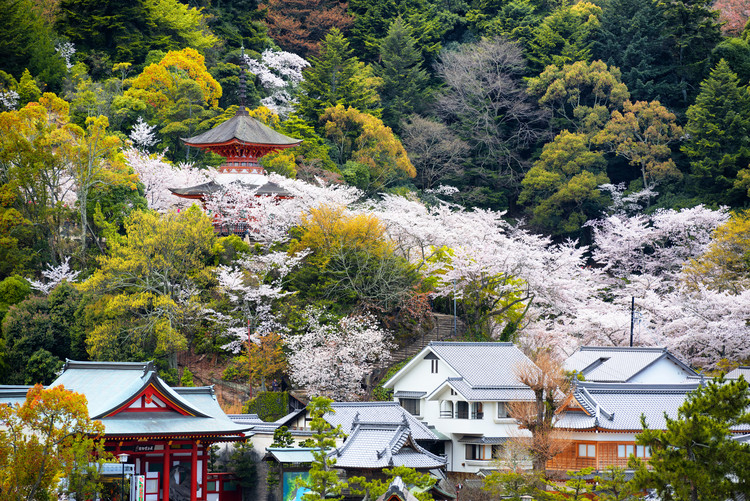 Arte fotográfico Miyajima Pagoda Cherry Blossom