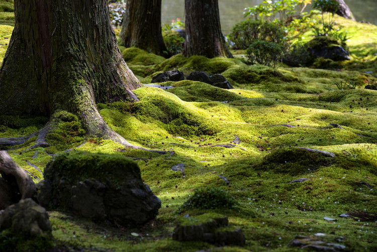Arte fotográfico Moss Garden