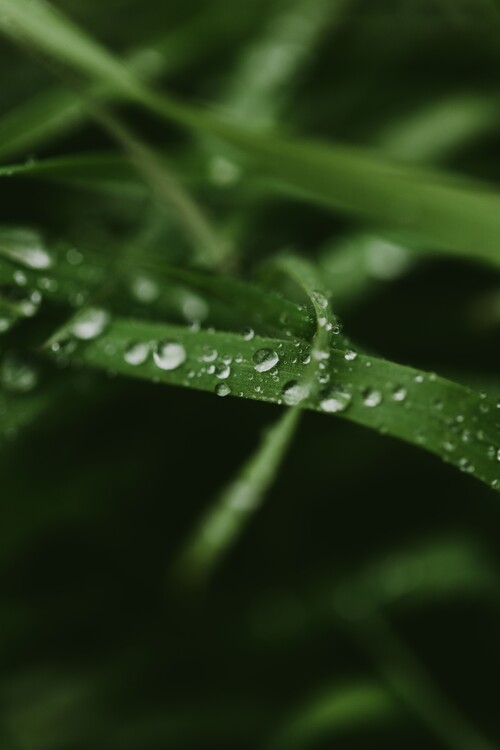 Arte fotográfico Mystical grass