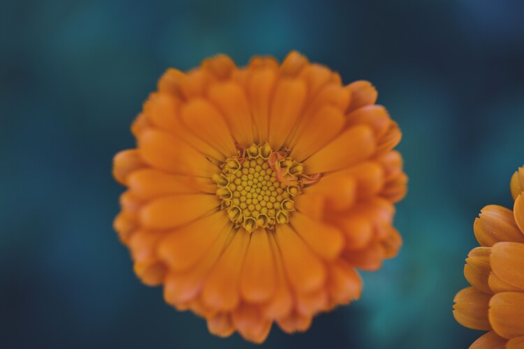 Arte fotográfico Orange flowers at dusk 1