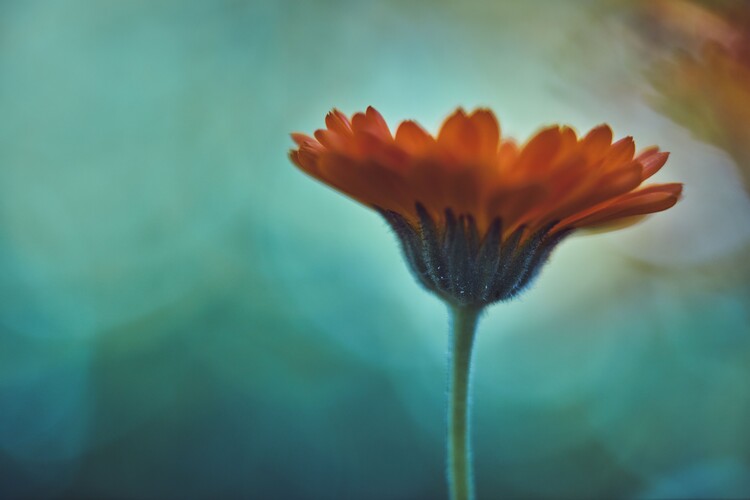 Arte fotográfico Orange flowers at dusk