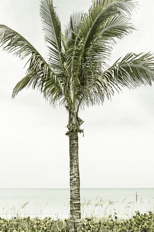 Arte fotográfico Palm Tree at the beach | Vintage