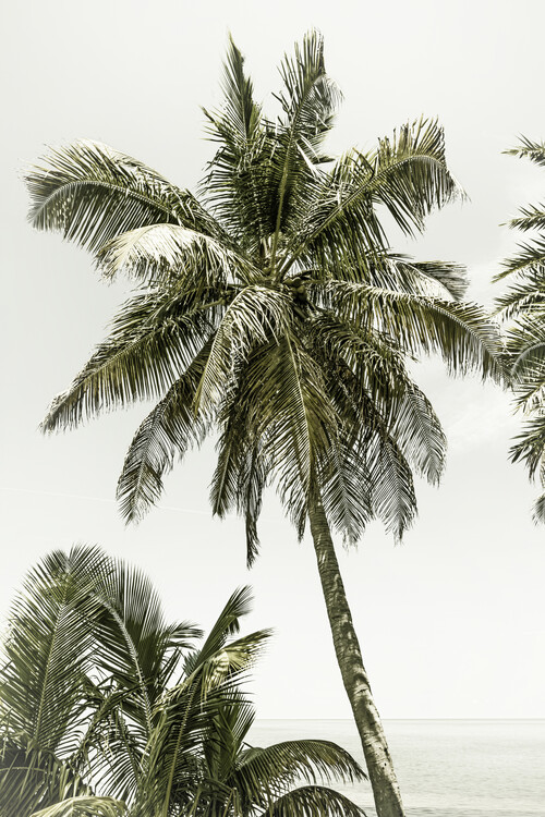 Arte fotográfico Palm Trees at the beach | Vintage