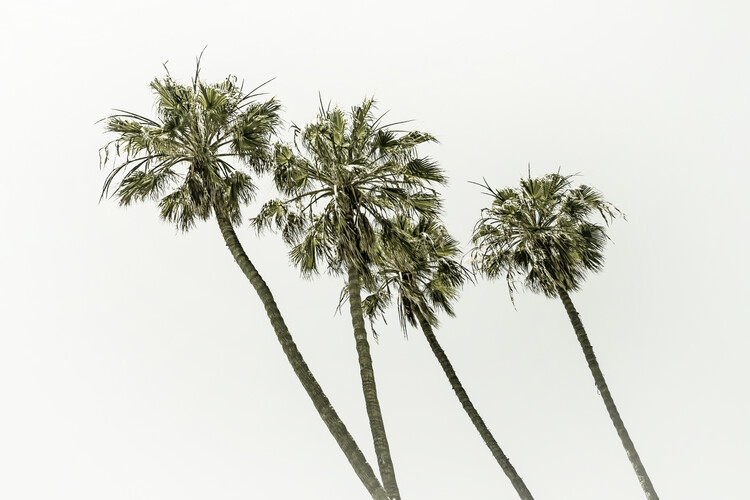 Arte fotográfico Palm trees by the sea | Vintage