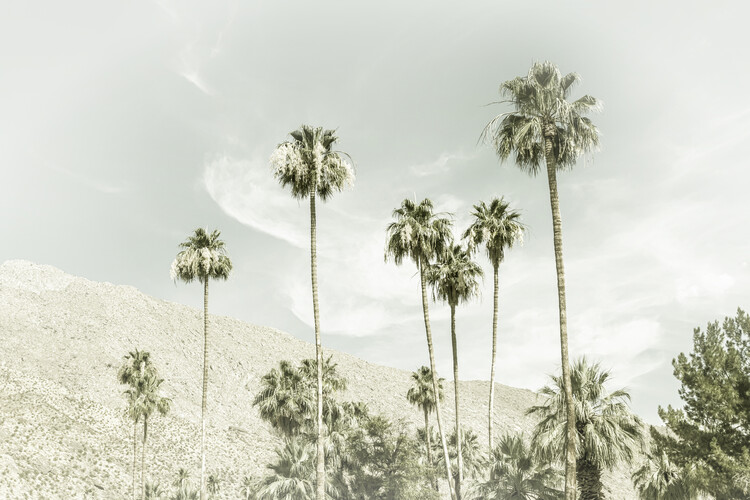 Arte fotográfico Palm Trees in the desert | Vintage
