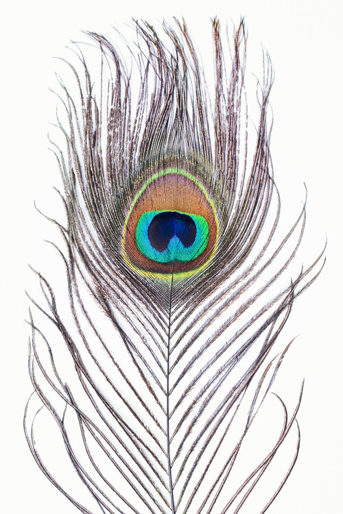 Photographie d'art Peacock feather