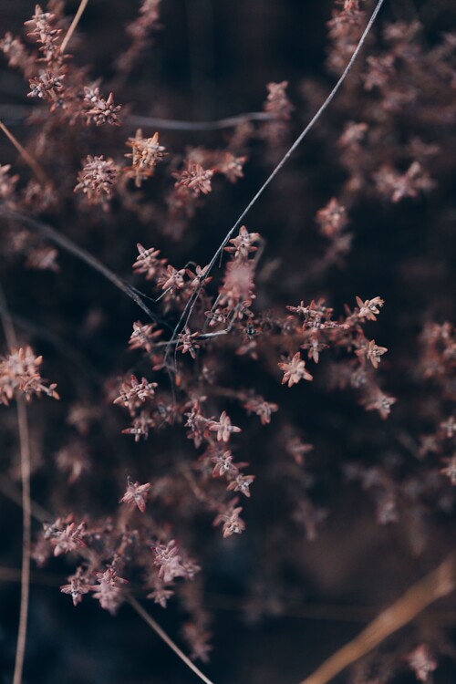 Arte fotográfico Plants and flowers at golden hour 2