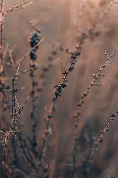 Arte fotográfico Plants and flowers at golden hour
