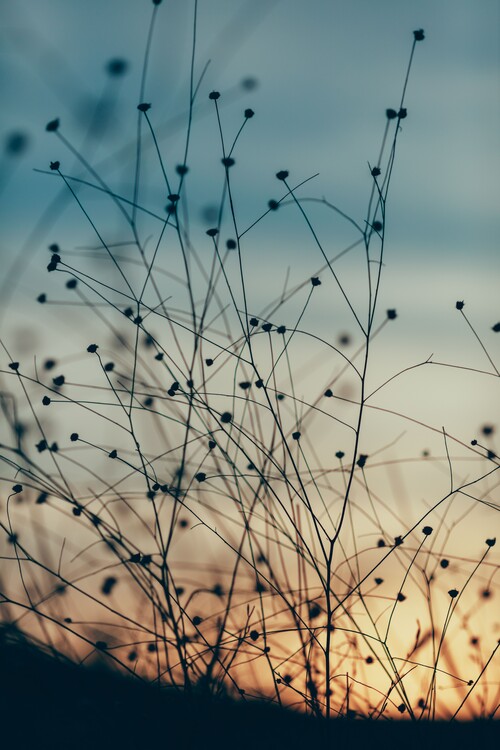 Arte fotográfico Plants and flowers at golden hour