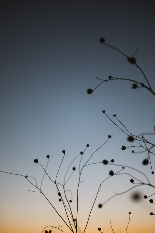 Arte fotográfico Plants with sunset sky