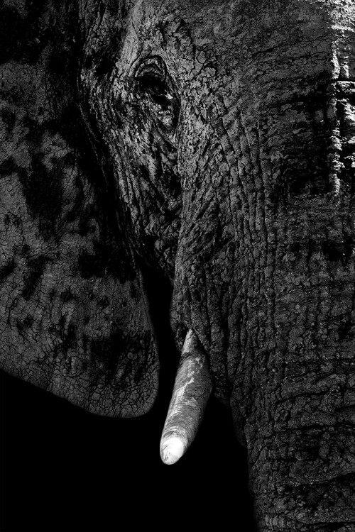 Arte fotográfico Portrait of Elephant Black Edition