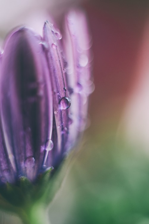 Arte fotográfico Raindrop on a lilac flower