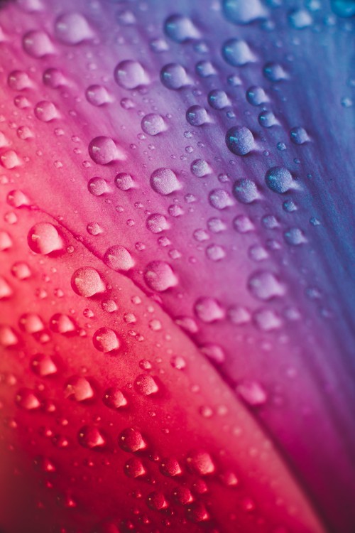 Arte fotográfico Raindrops over the plants