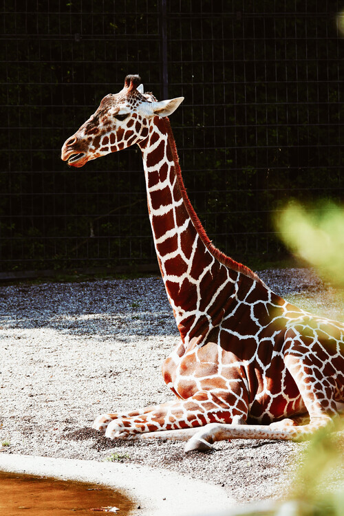 Photographie d'art Relaxing giraffe
