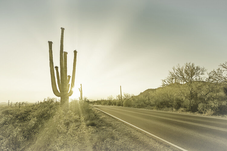 Arte fotográfico SAGUARO NATIONAL PARK Setting Sun | Vintage