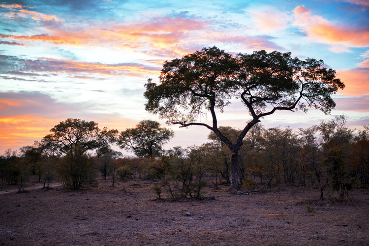 Arte fotográfico Savanna Trees at Sunrise
