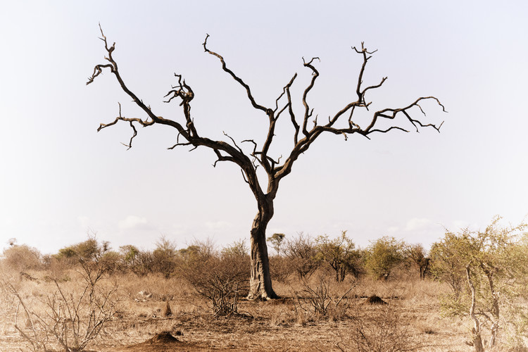 Arte fotográfico Savannah Tree