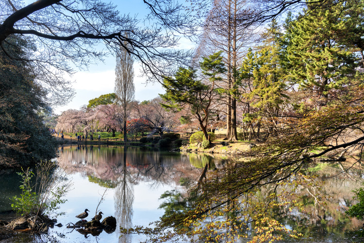 Arte fotográfico Shinjuku Gyoen Park