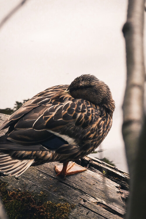 Arte fotográfico Sleeping duck