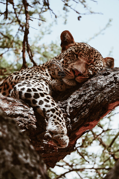 Arte fotográfico Sleeping predator