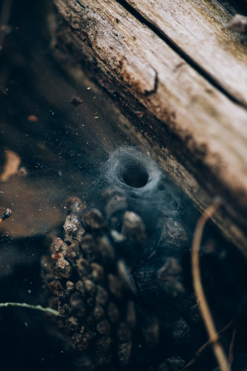 Arte fotográfico Spider hole between wood