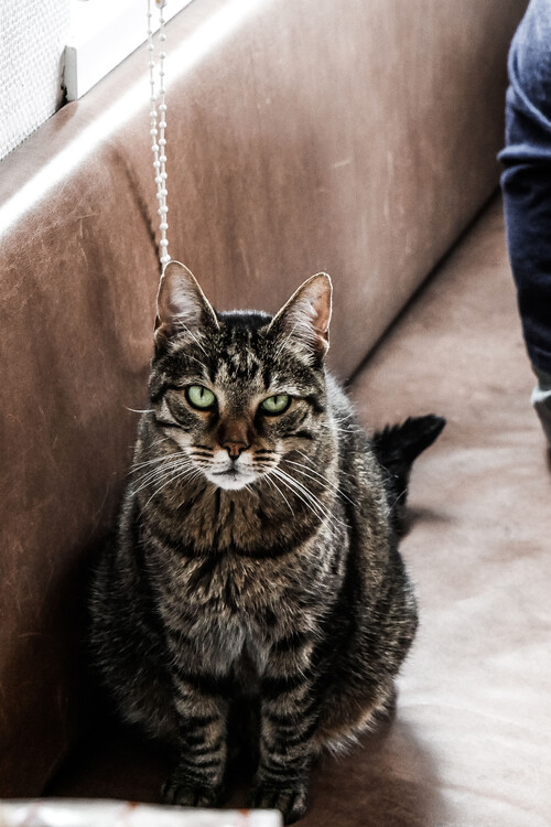 Arte fotográfico Stubborn cat