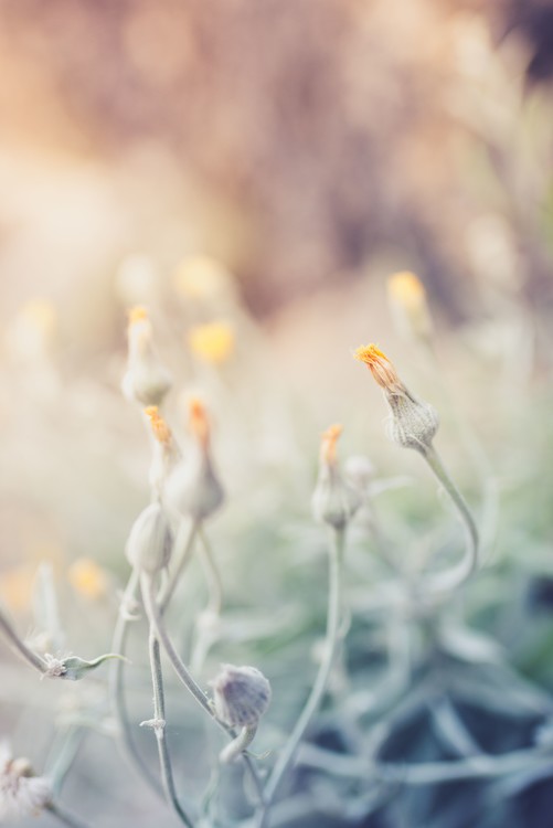 Arte fotográfico Tiny flowers at sunset