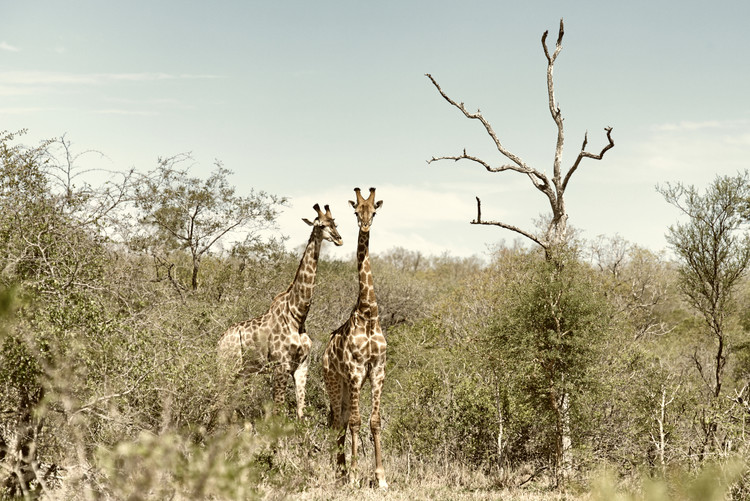 Arte fotográfico Two Giraffes