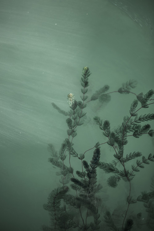 Arte fotográfico Underwater plants