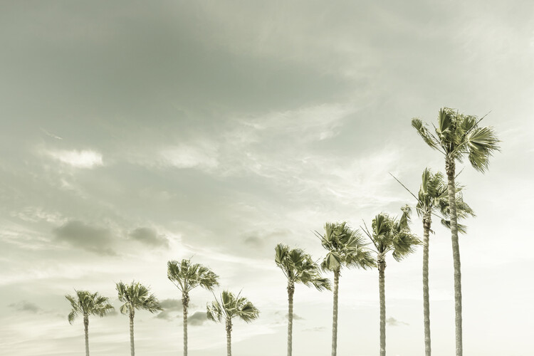 Arte fotográfico Vintage Palm Trees at the beach
