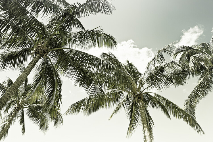 Arte fotográfico Vintage Palm Trees