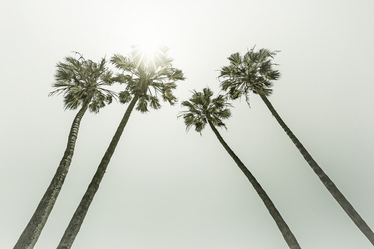Arte fotográfico Vintage palm trees in the sun