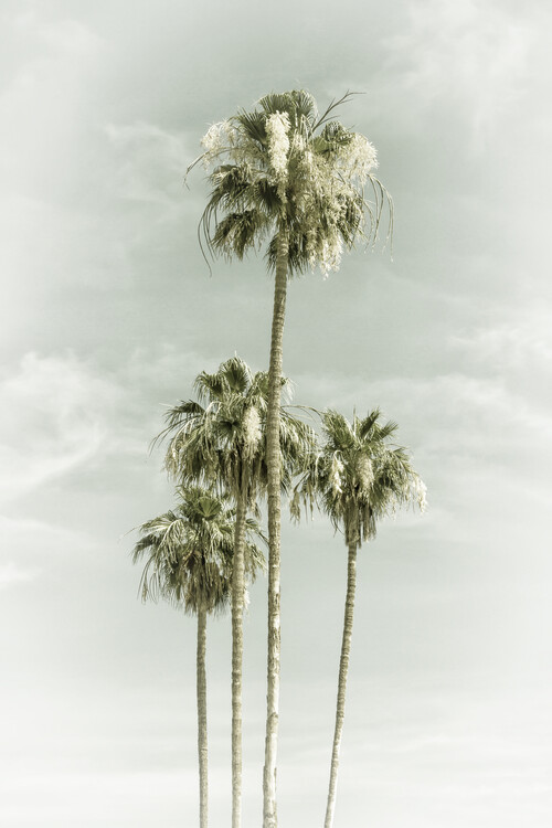 Arte fotográfico Vintage Palm Trees Skyhigh