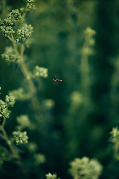 Arte fotográfico Wasp- on the plants